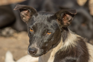 closeup portrait sad homeless abandoned black and white dog in shelter