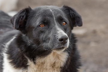 closeup portrait sad homeless abandoned black and white dog in shelter