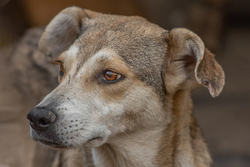 closeup portrait sad homeless abandoned brown dog in shelter