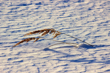 Frosty grass at winter and spring sunset in Russia. Beautiful background.