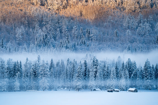 Forest in winter with snow on trees and fog