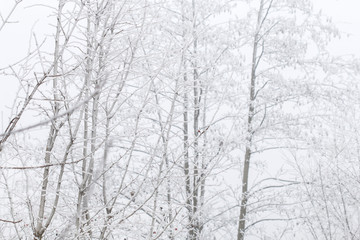 Frosted trees in the morning in the countryside
