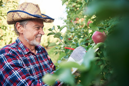 Fruit grower harvesting apples in orchard