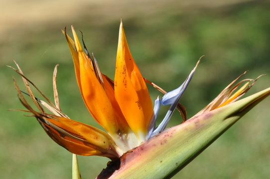 fiore