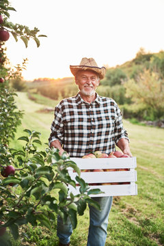 Fruit grower carrying full crate of apples in his orchard