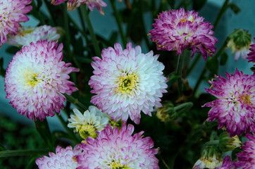 Fototapeta premium Pink cemetery flowers on a cloudy day