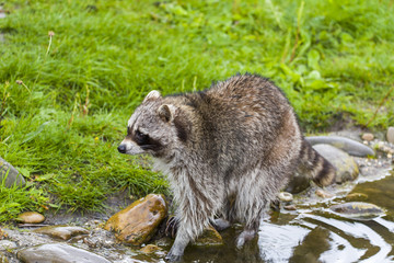 Naklejka na ściany i meble Closeup of Raccoon (Procyon lotor) on grass