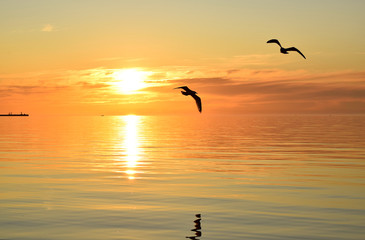 Seagulls flying at sunset in the sky over the sea and reflected in water.