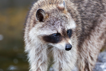 Closeup of Raccoon (Procyon lotor) on grass