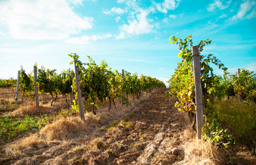 Obraz premium Nature background with vineyard in autumn harvest. Landscape of vineyards in Tuscany. Chianti region in the summer season. Italy.