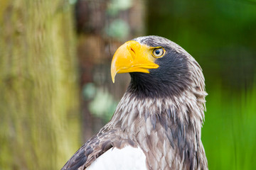 White tailed eagle (Haliaeetus albicilla). Seating and watching