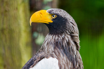 White tailed eagle (Haliaeetus albicilla). Seating and watching
