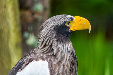 White tailed eagle (Haliaeetus albicilla). Seating and watching
