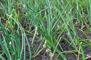 organically cultivated onion plantation  in the vegetable garden