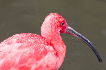 Scarlet Ibis bird Eudocimus ruber foraging on the ground