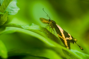 butterfly in the nature green forest habitat, South of USA, Arizona.