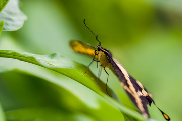 Fototapeta premium butterfly in the nature green forest habitat, South of USA, Arizona.