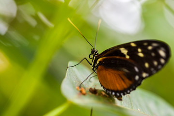 Fototapeta na wymiar butterfly in the nature green forest habitat, South of USA, Arizona.