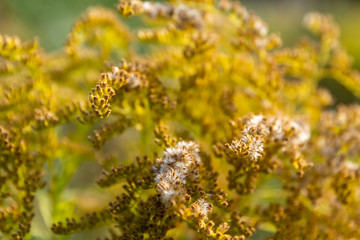 Clusters of dainty pale pink flowers on a bush