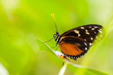 Fototapeta na wymiar butterfly in the nature green forest habitat, South of USA, Arizona.