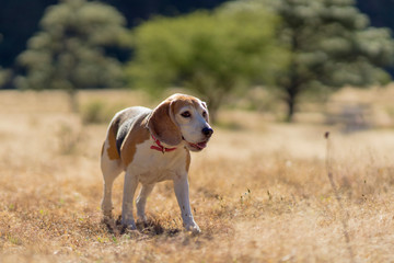 beagle bosque