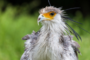 Portrait of nice grey bird of prey Secretary Bird
