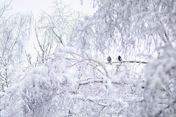 Two ravens sitting on a snow-covered tree .