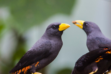 Black bird with yellow beak and orange wings - Powered by Adobe