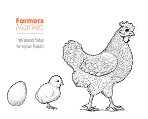 Chicken, chick and eggs hand drawn, vector illustration. Vintage chicken sketch. Design element. Chicken farm label.