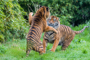 Fierce looking male Siberian or Amur tiger (Panthera tigris altaica) © precinbe