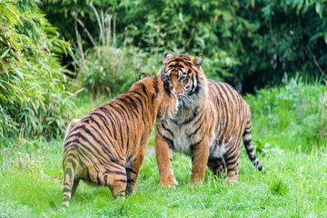 Fototapeta na wymiar Fierce looking male Siberian or Amur tiger (Panthera tigris altaica)