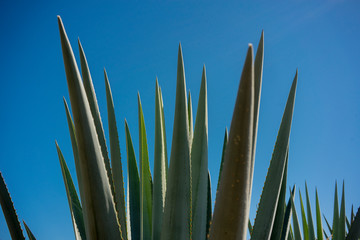 agave
