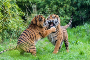 Fierce looking male Siberian or Amur tiger (Panthera tigris altaica)
