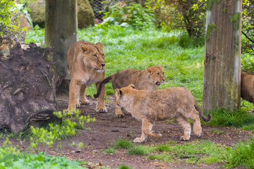 A small family of white lions indigenous to South Africa