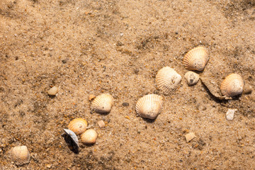 Seashells on golden sand close-up. German seashore and wet sand