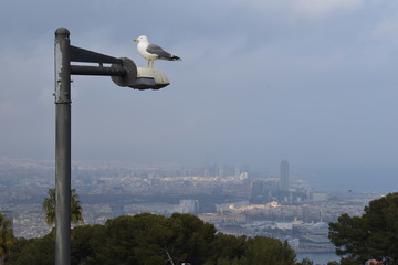 View from Hill of Vista over Hazy City with Lamppost & Seagull in Foreground 