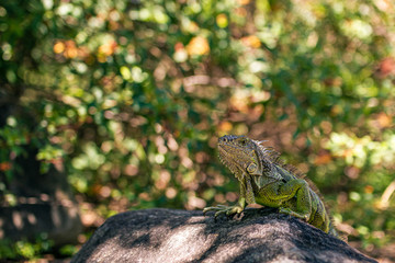 Chameleon in Miami Zoo Garden on stone at summer