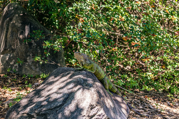 Chameleon in Miami Zoo Garden on stone at summer
