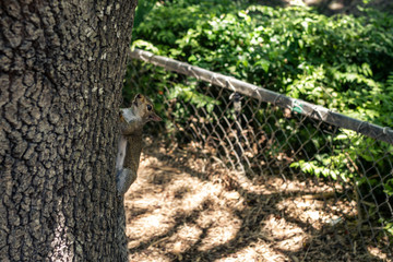 Suirrel in Miami Zoo Garden  at summer