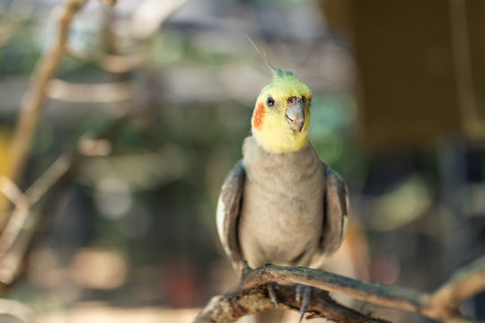Parot in Miami Zoo Garden on stone at summer