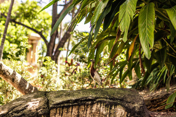 Fototapeta premium heron sitting on tree in Miami Zoo Garden