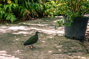 Parot goeas on ground in Miami Zoo Garden, florida, usa