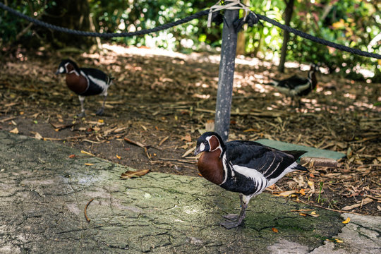 Parot goeas on ground in Miami Zoo Garden in florida
