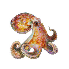 Obraz premium multi-colored octopus, watercolor illustration, isolated