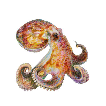 multi-colored octopus, watercolor illustration, isolated