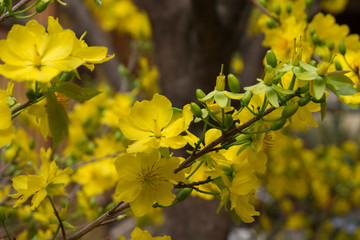 Obraz premium yellow spring flowers on a branch