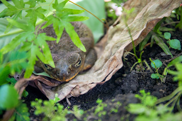 Tropical frog hides in green plants. Mimicry skill of tropical toad. Exotic animal closeup. Frog or toad in summer foliage.