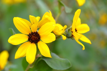 Closeup,Sanvitalia procumbens flowers in the garden of King Rama IX park in Thailand
