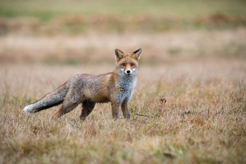 Red fox, Vulpes vulpes The mammal is standing in beautiful colorful autumn environment Europe Czech Republic Wildlife scene from Europe nature. young male..