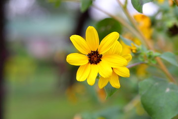 Closeup,Sanvitalia procumbens flowers in the garden of King Rama IX park in Thailand